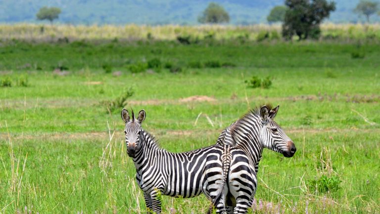 Frivilligt arbejde i udlandet er ret sjovt
